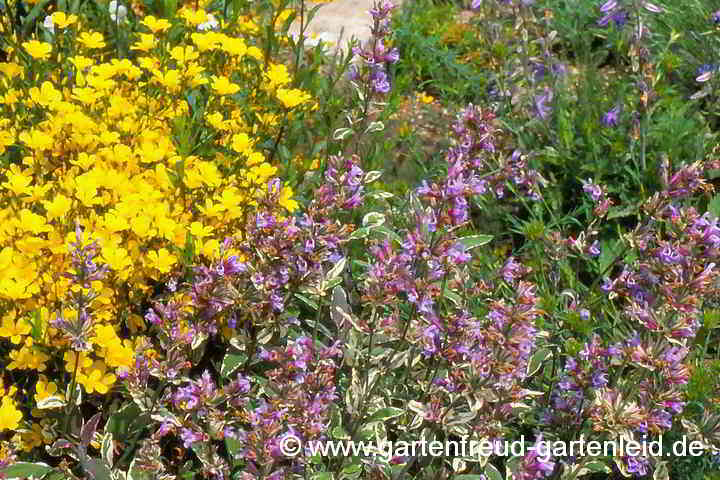 Passen nicht recht zusammen: Salvia officinalis 'Tricolor' (Dreifarbiger Garten-Salbei) und Linum flavum 'Compactum' (Gelber Lein)