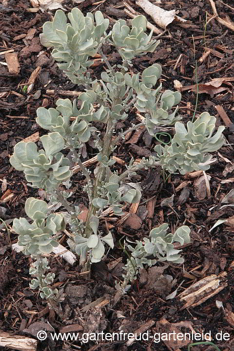 Salvia pachyphylla (Mojave-Salbei, Kalifornischer Salbei) – Antrieb im Frühjahr
