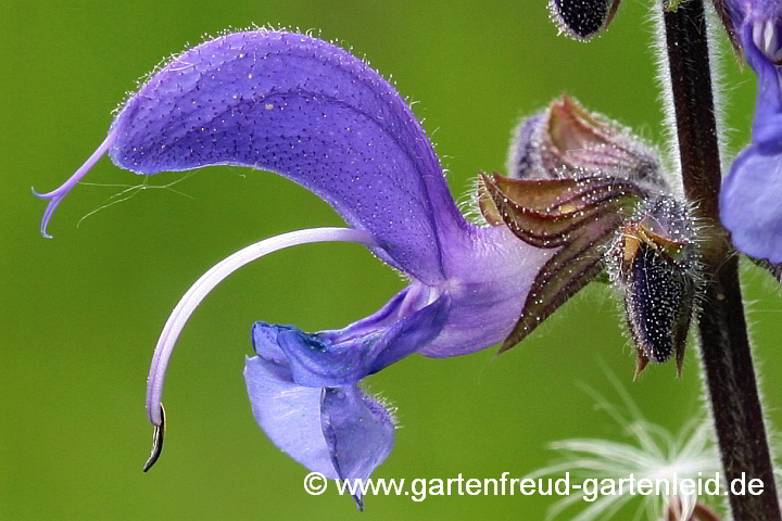 Salvia pratensis – Wiesen-Salbei, Blüte