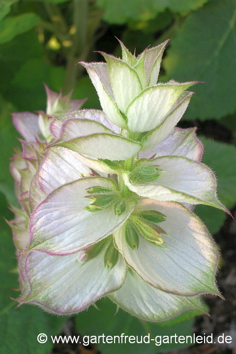 Salvia sclarea 'Turkestanica' (Muskateller-Salbei) – Hochblätter und Knospen