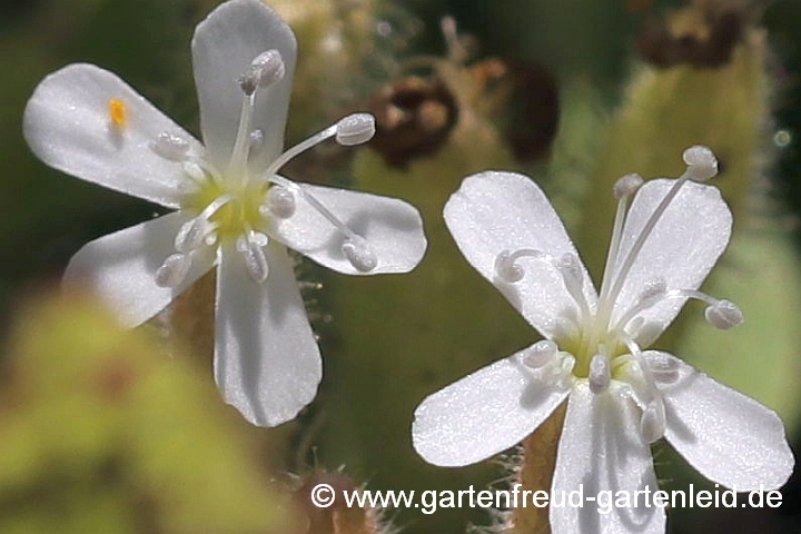 Saponaria ocymoides 'Alba' (Kleines Seifenkraut) hat hellgrauen Pollen