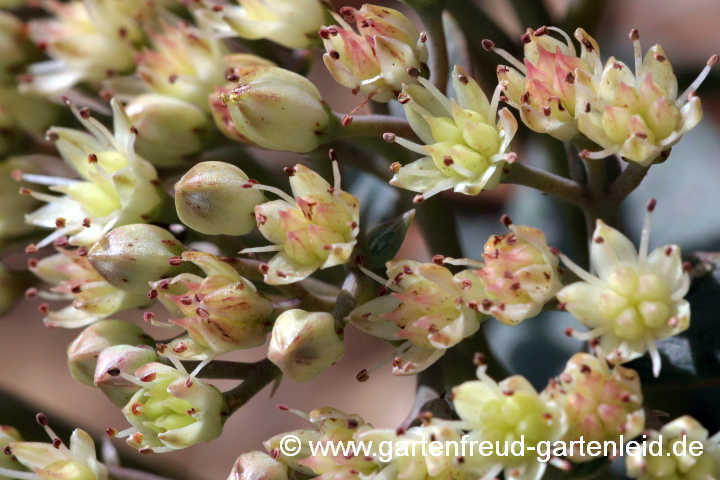 Sedum telephium subsp. ruprechtii 'Hab Grey' (Hohe Fetthenne), Blüten