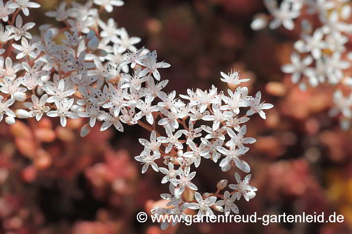 Sedum album ( Weißer Mauerpfeffer, Weiße Fetthenne) – Blüten