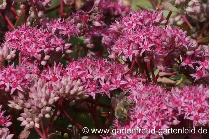 Sedum ewersii (Himalaya-Fettblatt) – Blüten