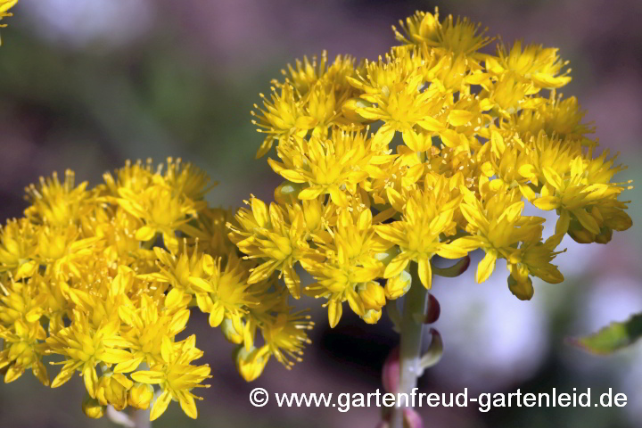 Sedum forsterianum (Blautannen-Fettblatt, Schlangenmoos) – Blüten