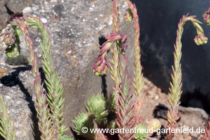 Sedum forsterianum (Blautannen-Fettblatt, Schlangenmoos) mit nickenden Blütenknospen