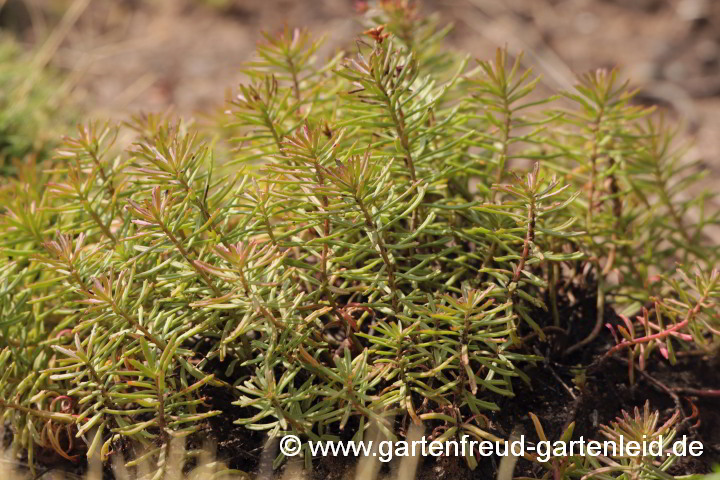 Sedum middendorffianum – (Braunes) Amur-Fettblatt, Middendorffs Fettblatt im August