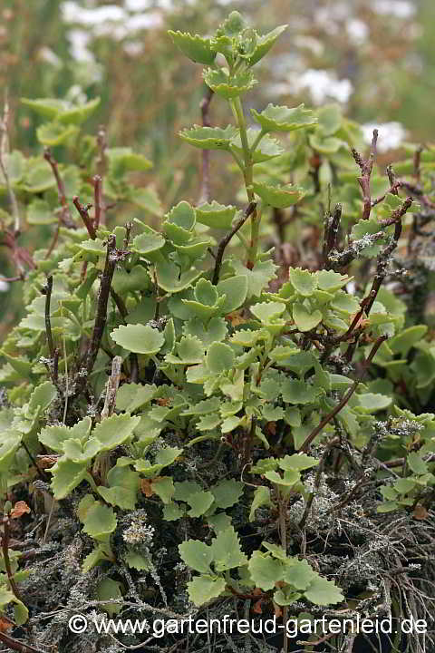 Sedum populifolium – Pappelblättrige Fetthenne