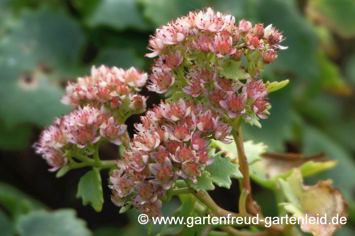 Sedum populifolium – Pappelblättrige Fetthenne, Blüten