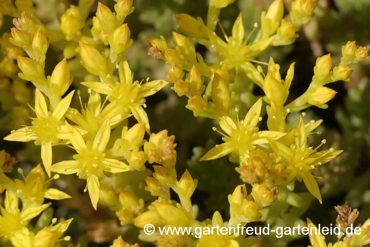 Sedum sexangulare (Milder Mauerpfeffer, Goldmoos-Sedum) – Blütenstand
