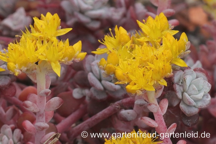 Sedum spathulifolium 'Purpureum' (Colorado-Fetthenne) – Blüten