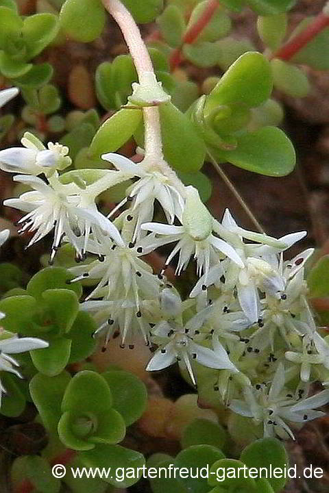 Sedum ternatum (Dreiblättrige Fetthenne) – Blüten