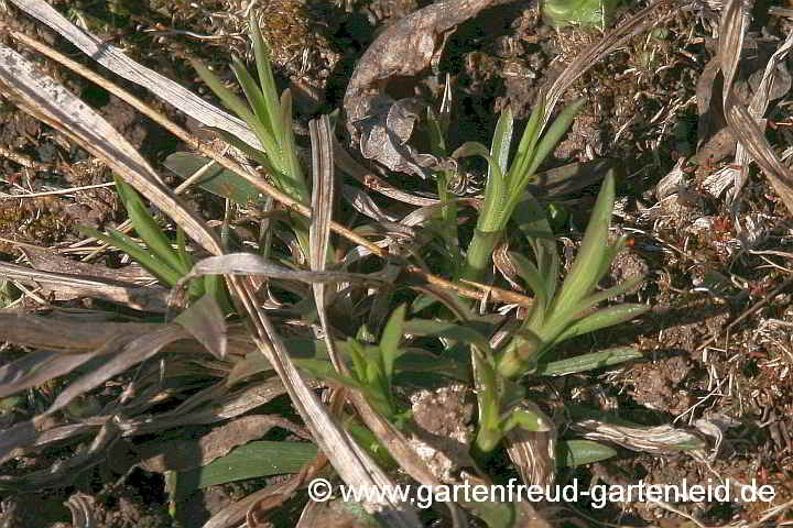 Solidago ptarmicoides – Weiße Goldrute oder Hochland-Aster, Austrieb
