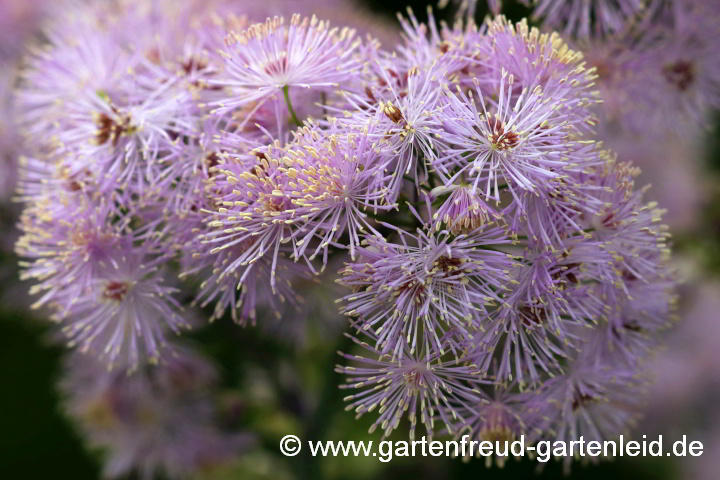 Thalictrum aquilegifolium (Akeleiblättrige Wiesenraute) – Blüten