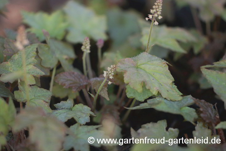 Tiarella cordifolia – Herzblättrige Schaumblüte