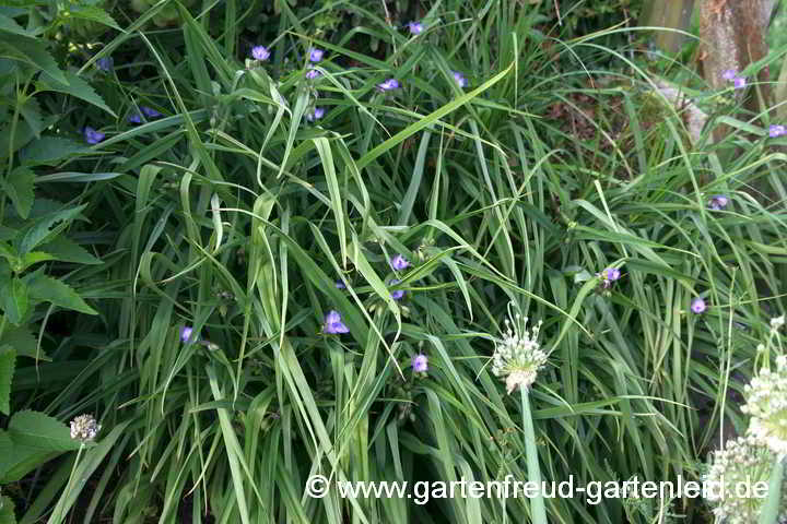 Tradescantia 'Zwanenburg Blue' – Garten-Dreimasterblume