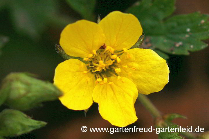Waldsteinia Waldsteinie • Gärtnern mit Stauden