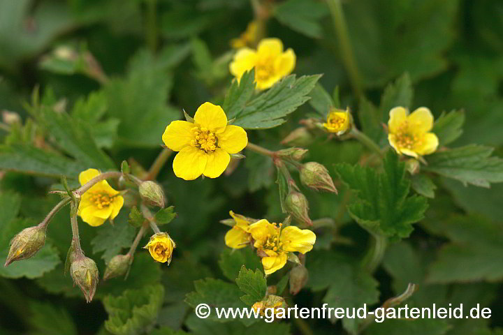 Waldsteinia geoides – Nelkenwurzähnliche Waldsteinie, Blüten