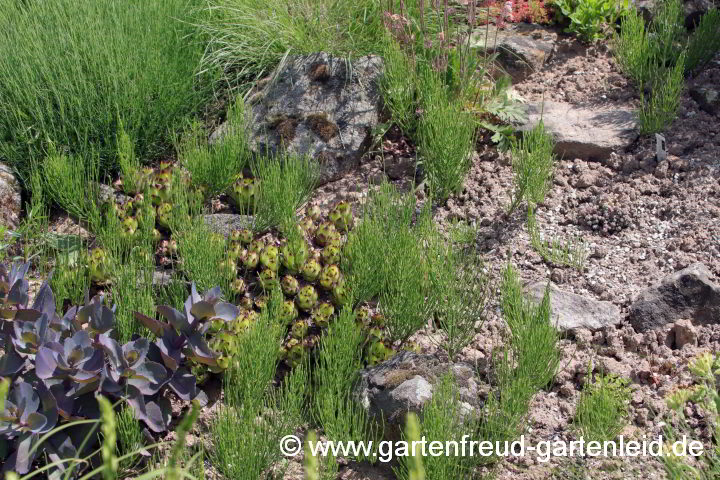 Steingarten mit Equisetum arvense – Acker-Schachtelhalm