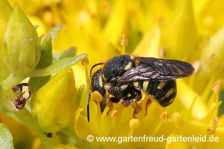 Die Kleine Harzbiene (Weibchen) sammelt Pollen und Nektar von Sedum aizoon (Dickblatt-Fetthenne)