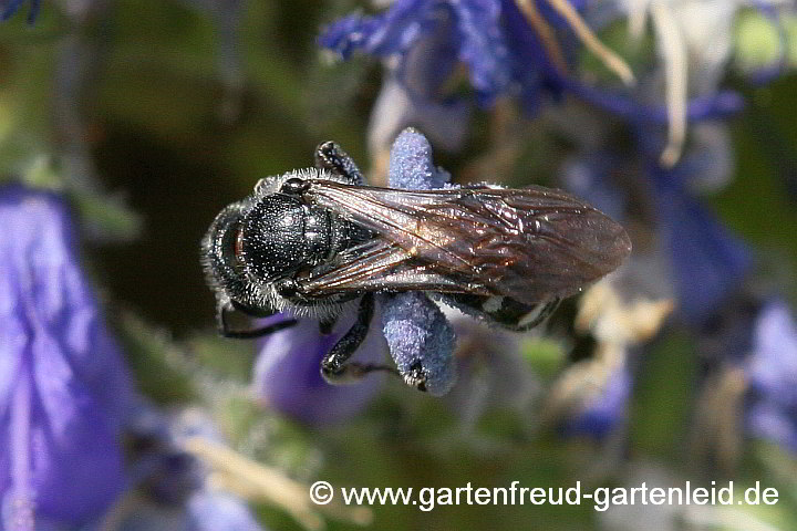 Campanula fenestrellata (Fensterchen-Glockenblume) mit Lasioglossum costulatum (Weibchen beim Pollensammeln)