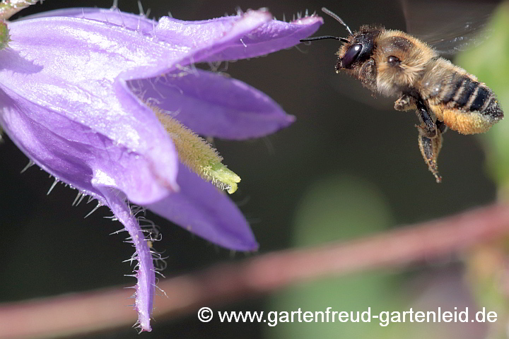 Megachile willughbiella (Weibchen) fliegt zu Campanula grossekii (Serbische Glockenblume)
