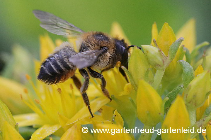 Garten-Blattschneiderbiene (Weibchen) auf Sedum aizoon (Dickblatt-Fetthenne)