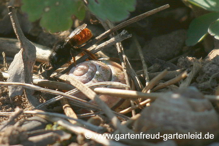 Osmia bicolor (Weibchen) beim “Einpacken” ihres Schneckenhaus-Nests