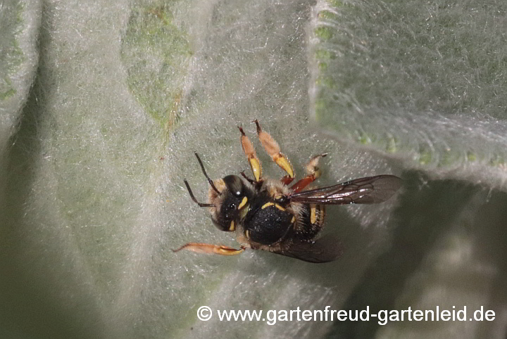 Eine Garten-Wollbiene sammelt Pflanzenhaare (hier an Stachys byzantina – Woll-Ziest)