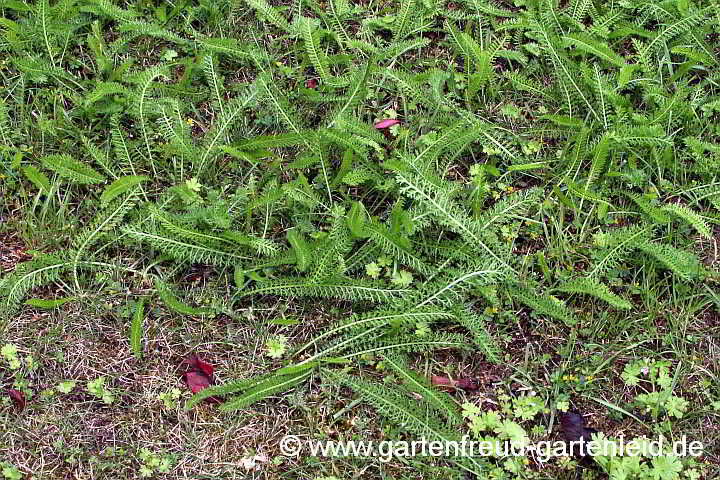 Achillea millefolium – Wiesen-Schafgarbe auf Eroberungstour
