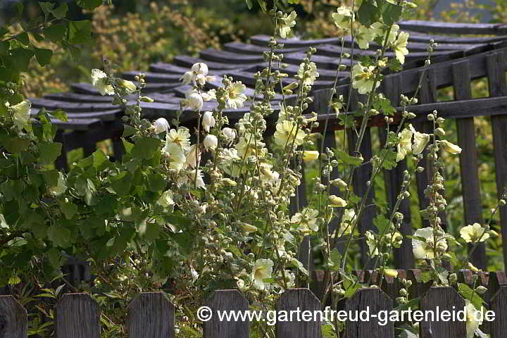 Alcea rugosa – Gelbe Stockrose