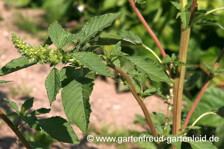 Amaranthus retroflexus – Wilder Amaranth