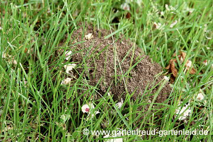 Ameisenhaufen im Gras