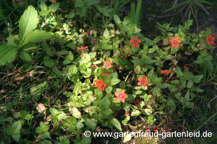 Anagallis arvensis – Acker-Gauchheil