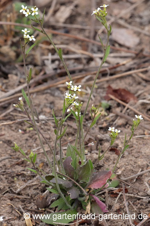 Arabidopsis thaliana – Schotenkresse