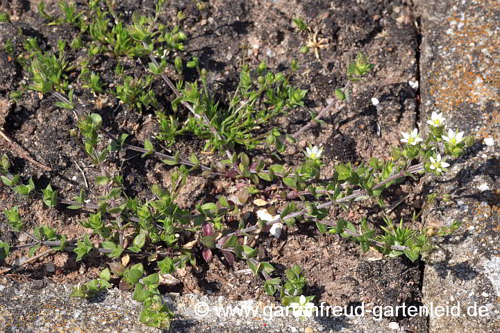 Arenaria serpyllifolia – Quendelblättriges Sandkraut