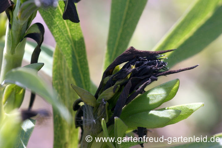 Baptisia australis var. minor (Kleine Indigolupine) mit Sp&auml;tfrostschaden