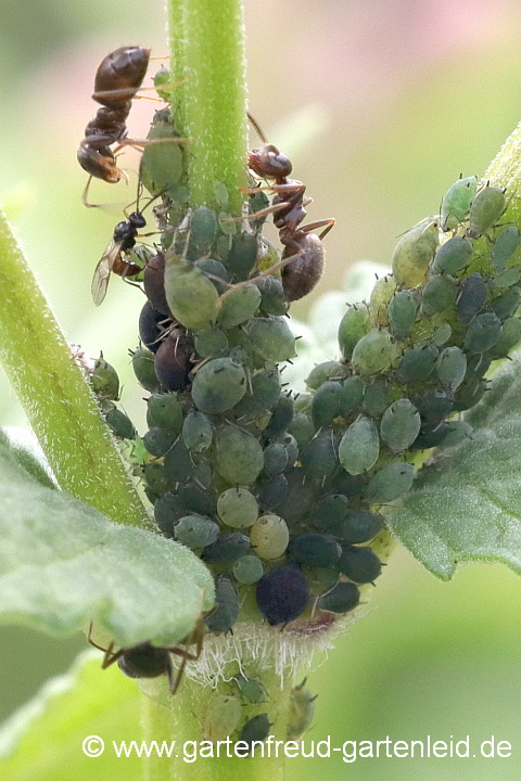 Blattläuse und Ameisen an Nepeta cataria