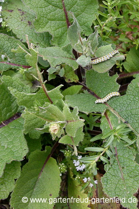 Brauner Mönch (Raupen) auf Verbascum chaixii