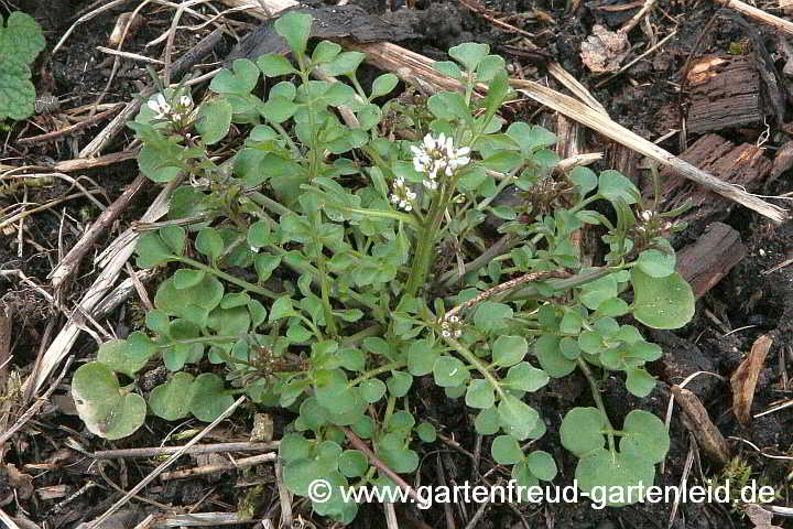 Cardamine hirsuta – Garten-Schaumkraut