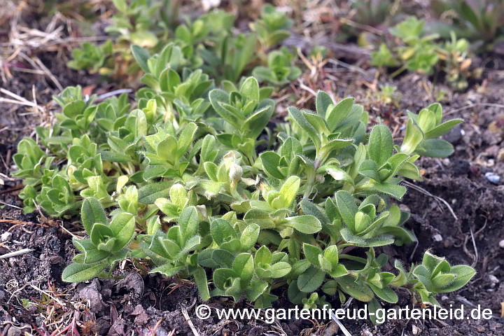 Cerastium Knäuel – Knäuel Hornkraut