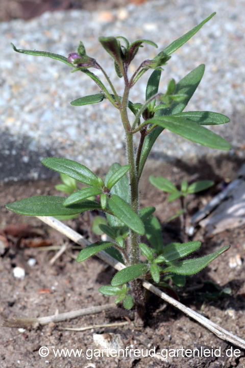 Chaenorhinum minus – Kleines Leinkraut