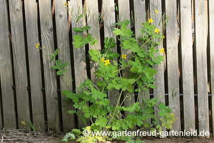 Chelidonium majus – Großes Schöllkraut