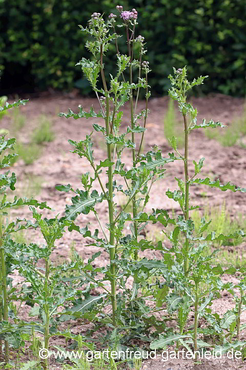 Cirsium arvense – Acker-Kratzdistel