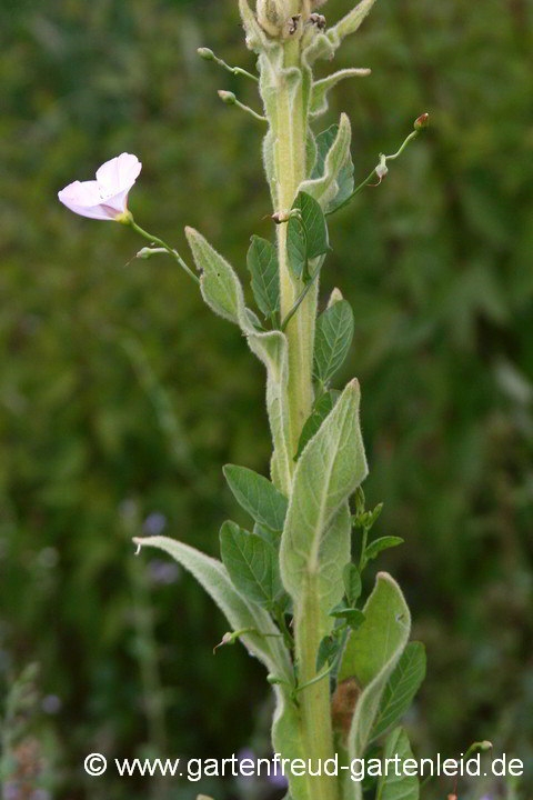 Convolvulus arvensis – Acker-Winde