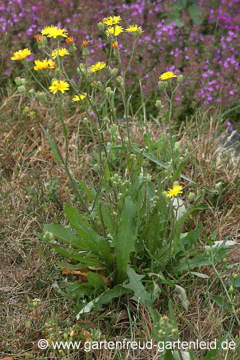 Crepis biennis – Wiesen-Pippau