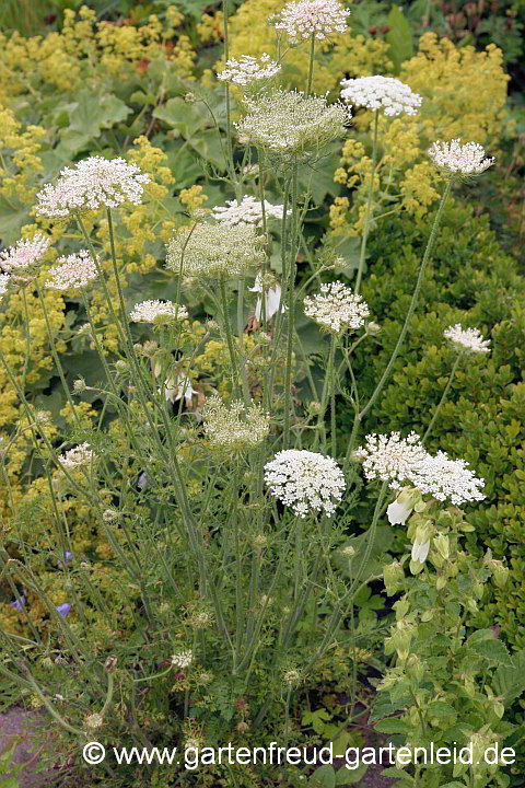 Daucus carota – Wilde Möhre