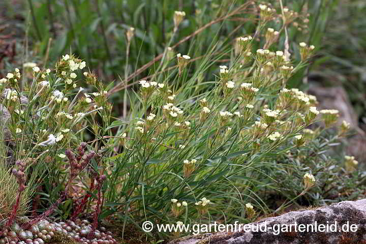 Dianthus knappii – Schwefel-Nelke
