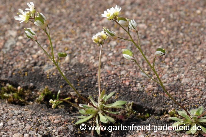 Draba verna – Frühlings-Hungerblümchen