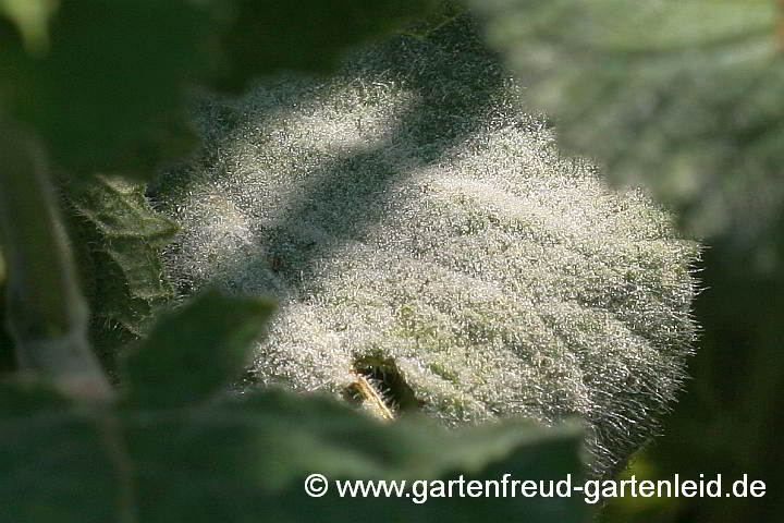 Echter Mehltau an Salvia verticillata (Quirlblütiger Salbei)